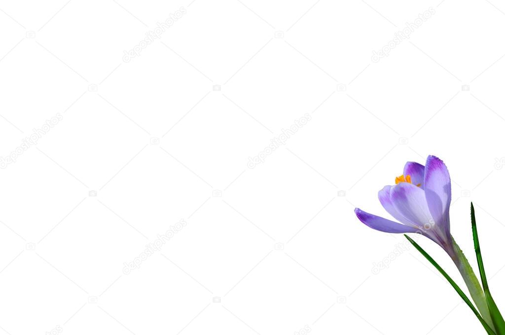Purple spring flower crocus isolated on white background