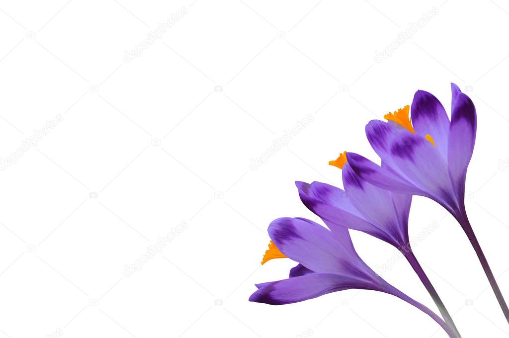 Purple spring flowers crocus isolated on white background