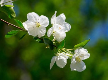 Çiçek açması elma yeşil doğal zemin üzerine beyaz çiçekli