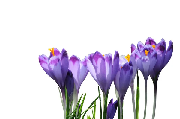 Flores de primavera púrpura cocodrilo aislado sobre fondo blanco —  Fotos de Stock