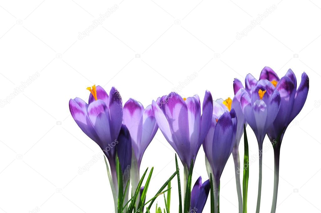 Purple spring flowers crocus isolated on white background