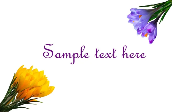テキストのコピー スペースで白い背景に分離された紫と黄色のクロッカス — ストック写真