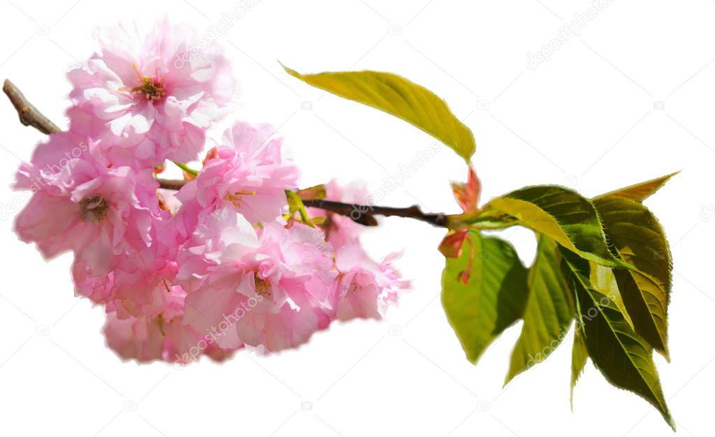 Beautiful branch with pink sakura blossoms isolated on white