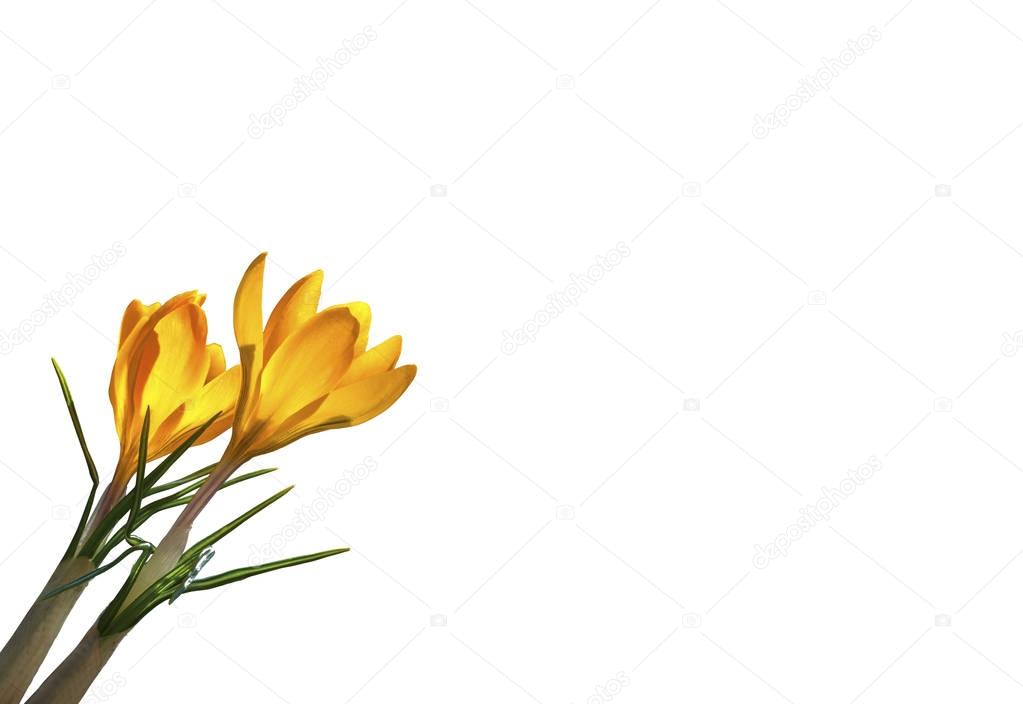 Yellow spring flowers crocus isolated on white background