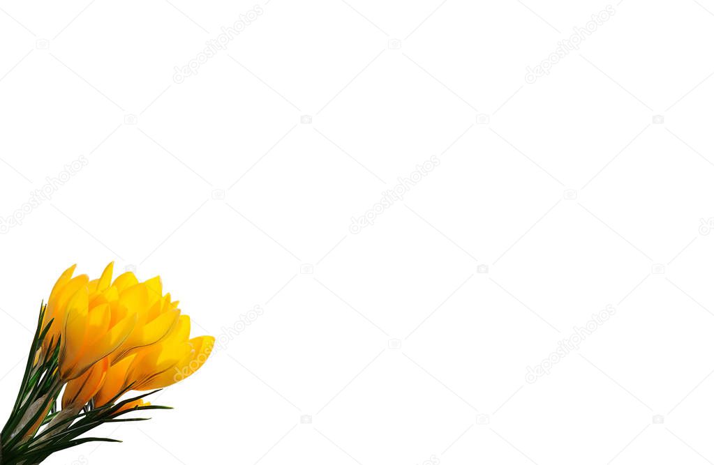 Yellow spring flowers crocus isolated on white background