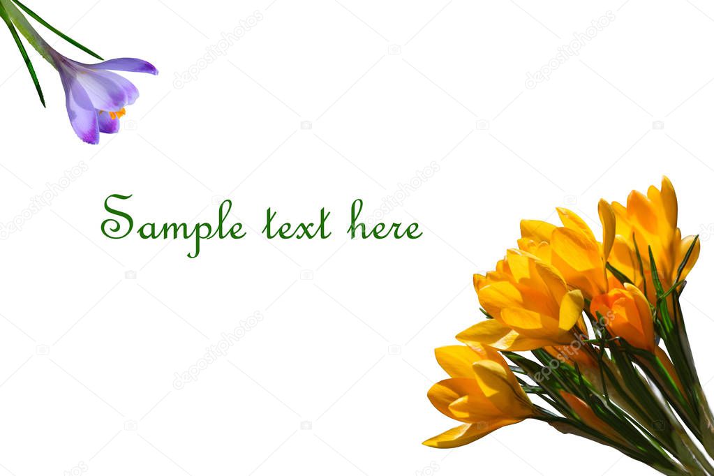 Purple and yellow crocuses isolated on white background with copy space for your text
