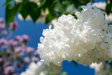 Güzel açan beyaz leylak dalı