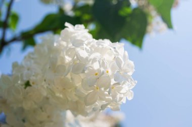 Güzel açan beyaz leylak dalı