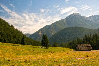 Chocholowska Vadisi Tatra Dağları, Polonya