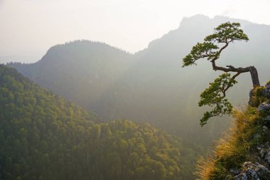 Ünlü eğri çam ağacı üst kısmında Sokolica tepe Pieniny, Polonya