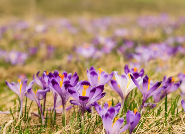 在一片草地上的紫色番红花 — 图库照片