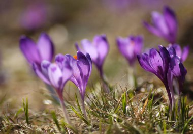 narin kırılgan çiğdemler erken Bahar
