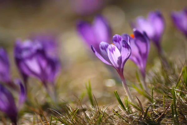 Delicate fragile crocuses in early spring — Stock Photo, Image