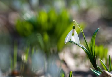 Bokeh arka plan üzerinde güzel kardelen