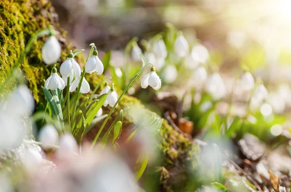 Красивые подснежники Galanthus plicatus рядом с пнем покрытым мхом — стоковое фото