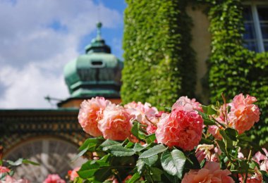 Gül Lancut kale, Subcarpathian Voyvodalığı, Polonya