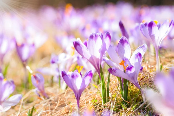 Delicate fragile crocuses at early spring in sunlit meadow — Stock Photo, Image