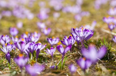 Bir çayır üzerinde mor çiğdemler