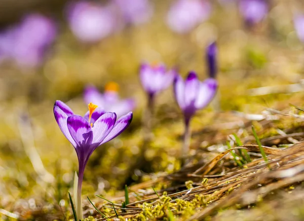 Zarte empfindliche Krokusse im zeitigen Frühling auf sonnenbeschienener Wiese — Stockfoto
