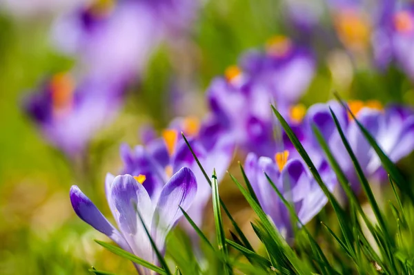 Fiori di croco viola che fioriscono sul prato primaverile — Foto Stock