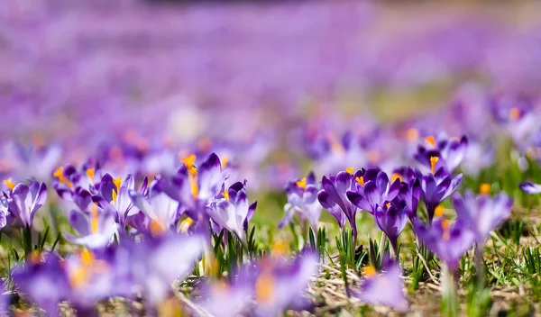 Purpurfarbene Krokusse auf einer Wiese — Stockfoto