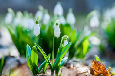 Bahar ormanında güzel kar damlaları