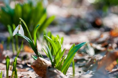Bokeh arka plan üzerinde güzel kardelen