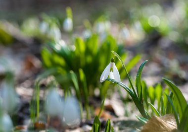 Bahar ormandaki güzel kardelen