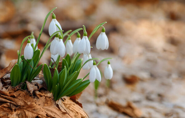 Красивые подснежники на клумбе из сухих листьев
