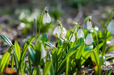 Güneşli bahar ormandaki güzel kardelen