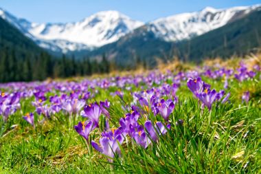 Güzel çayır mor çiçek açan ile çiğdemler snowcaped dağlar arka plan üzerinde