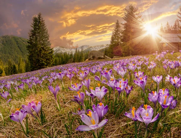 Magnifik solnedgång över berget äng med vackra blommande lila krokusar — Stockfoto