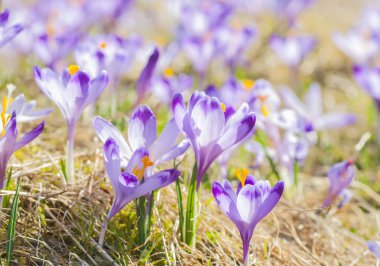Bahar çayır çiçek açan mor bitkisi çiçeği.