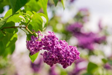 Güzel açan mor leylak dalı