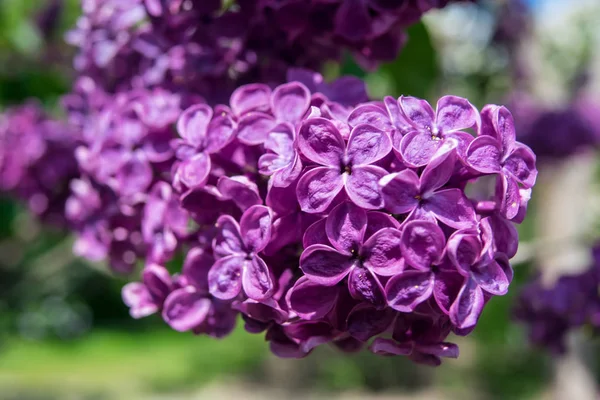 美しい花紫色のライラックの枝 — ストック写真