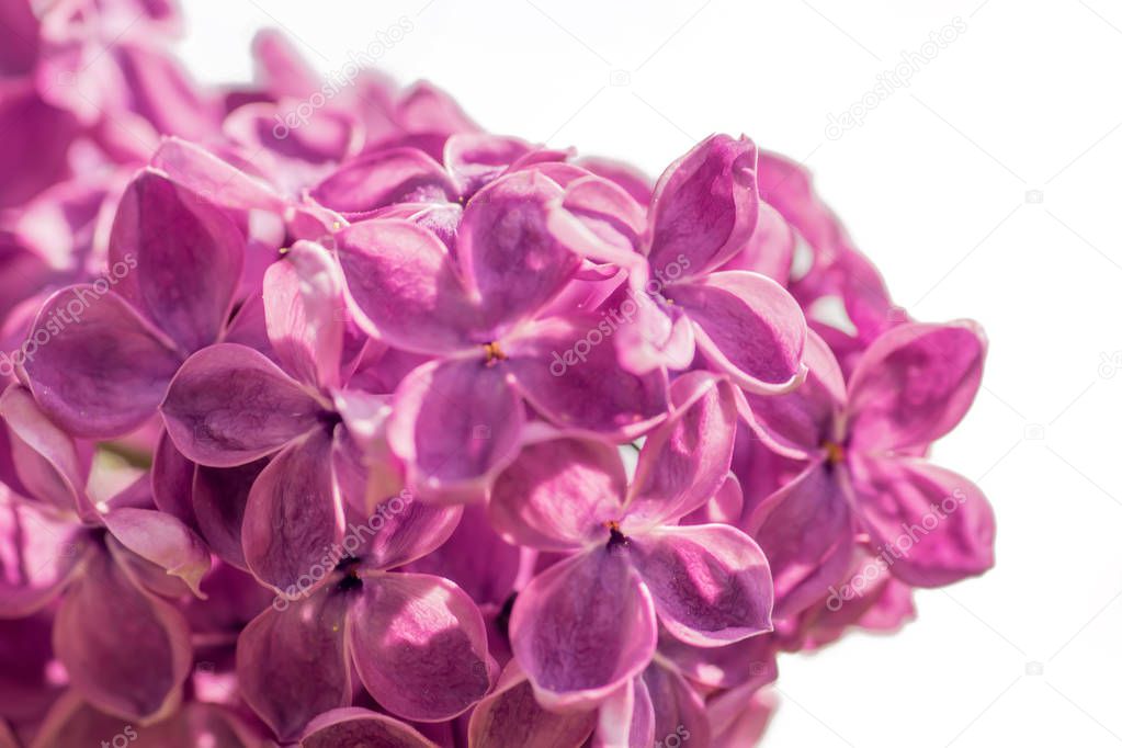 Beautiful blooming purple lilac isolated on white