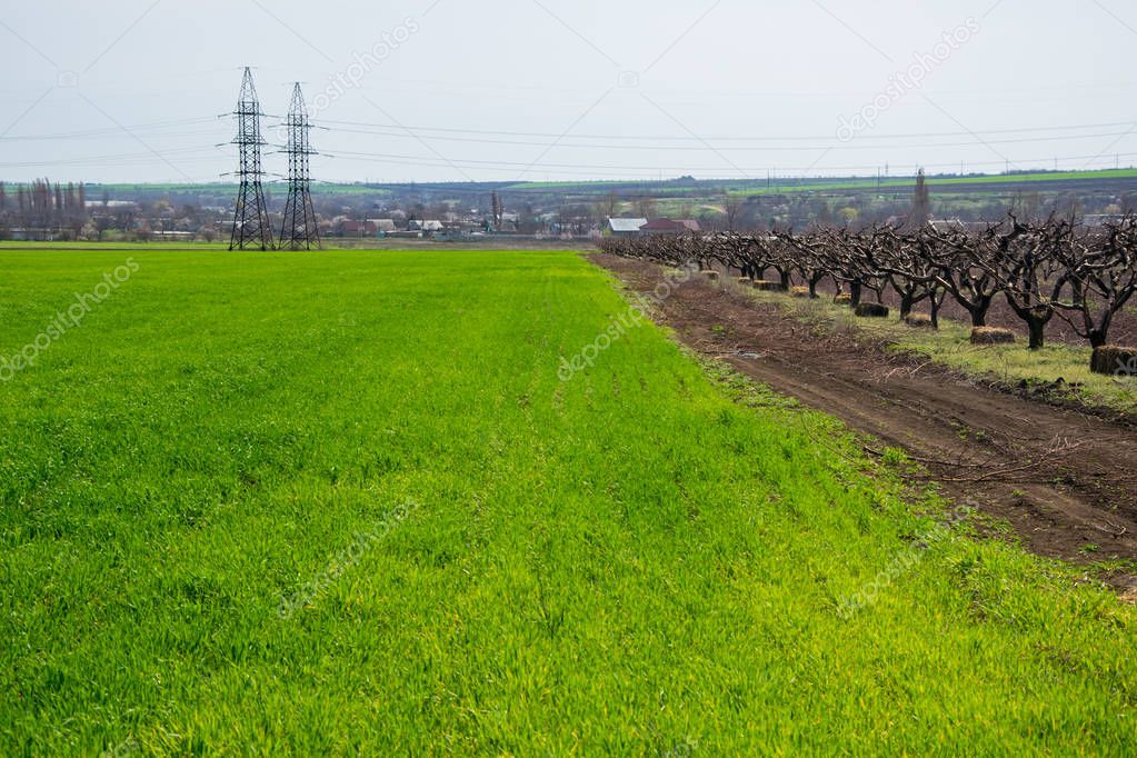 Lush green corn field and row of fruit trees at spring day. Agriculture background
