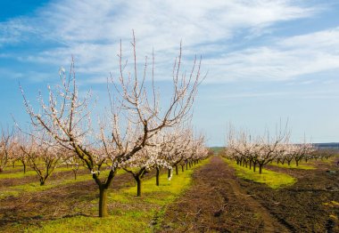 Güneşli bir gün bahar Bahçesi ağaçlarda güzel çiçek açan, kayısı satır