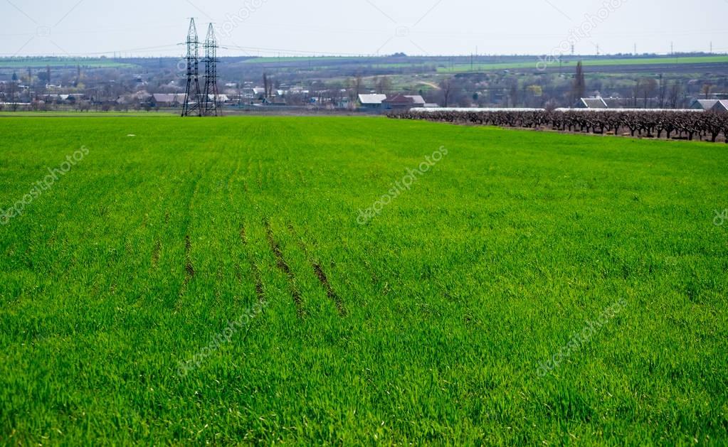 Lush green corn field at spring day. Agriculture background