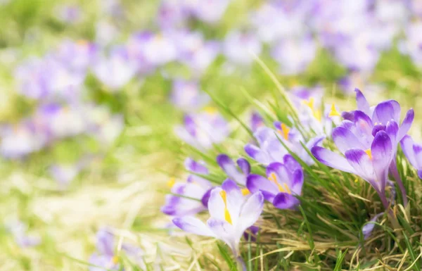 Purple crocus flowers blooming on spring meadow — Stock Photo, Image