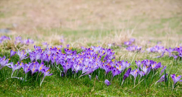 Lila Krokusblüten blühen auf der Frühlingswiese — Stockfoto