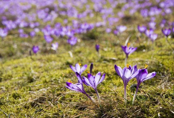 Lila Krokusblüten blühen auf der Frühlingswiese — Stockfoto