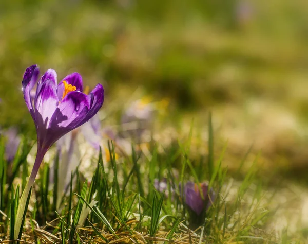 紫色番红花的花朵，盛开在春天的草原上 — 图库照片
