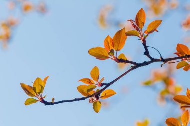 Genç yapraklar üzerinde mavi arka plan ile bahar dal