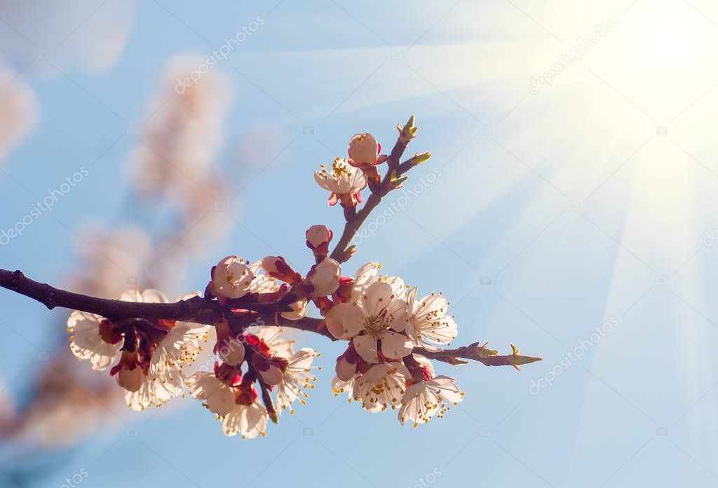 Branch with apricot blossom in warm sunset light