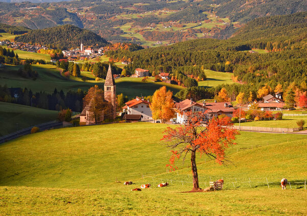 Red lone tree and cows are grazing on pasturage in the alpine valley with the traditional villages of Tyrol on the background. Dolomites, Southern Tyrol, Italy. Beautiful autumn landscapes.