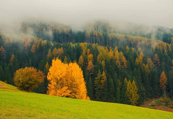 Malebnou podzimní krajina v horách s žlutý strom, Alpe di Siusi, Alpy Dolomity, Itálie. — Stock fotografie