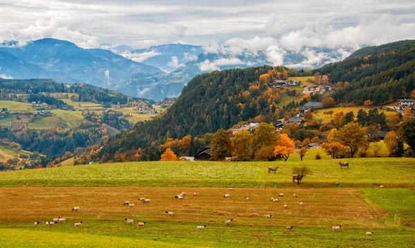 Increíble paisaje rural con ovejas y vacas en pastos en los Alpes Dolomitas, Italia — Foto de Stock