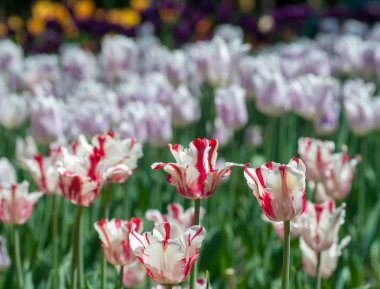 Renkli Lale. Güzel bahar arka plan
