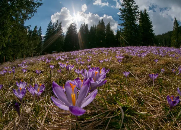 Nádherný západ slunce nad horské louky s krásnou Kvetoucí fialové krokusy — Stock fotografie